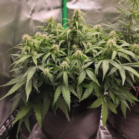 Johnny Cage growlog timeline photo