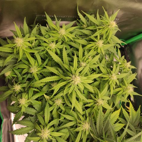 Johnny Cage growlog timeline photo