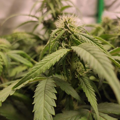 Johnny Cage growlog timeline photo