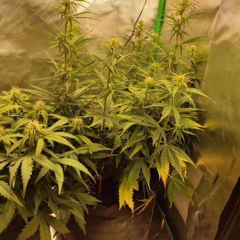 Wedding Cake growlog timeline photo