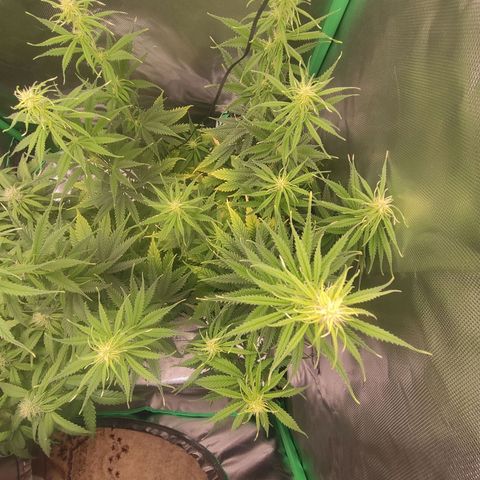 Wedding Cake growlog timeline photo