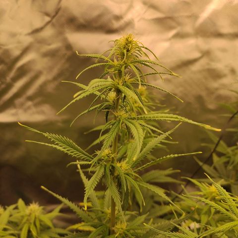 Wedding Cake growlog timeline photo