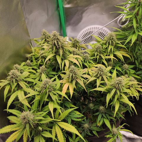 Johnny Cage growlog timeline photo