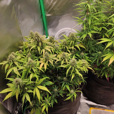 Johnny Cage growlog timeline photo