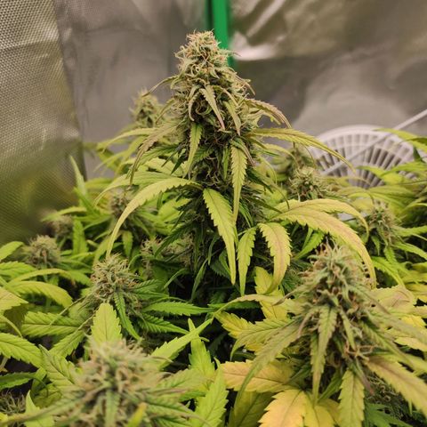 Johnny Cage growlog timeline photo