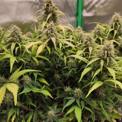 Johnny Cage growlog timeline photo
