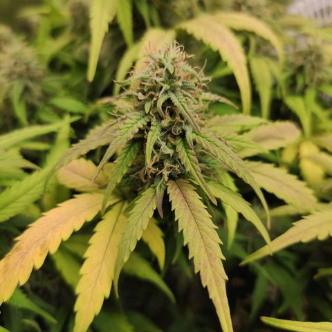 Johnny Cage growlog timeline photo