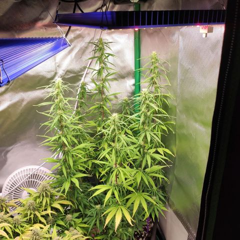 Wedding Cake growlog timeline photo