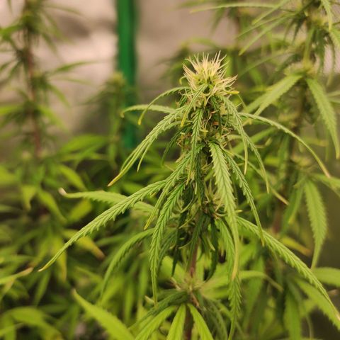 Wedding Cake growlog timeline photo