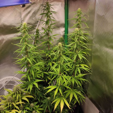 Wedding Cake growlog timeline photo