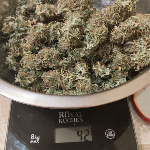 Johnny Cage growlog timeline photo