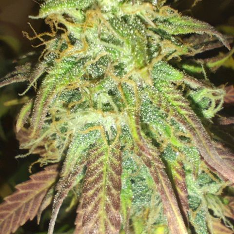 Johnny Cage growlog timeline photo
