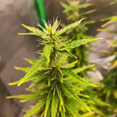 Wedding Cake growlog timeline photo