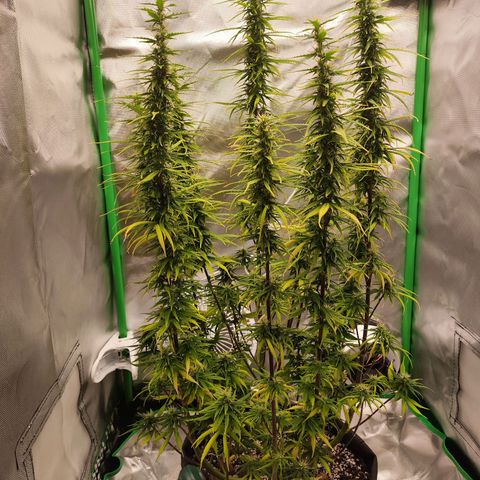 Wedding Cake growlog timeline photo