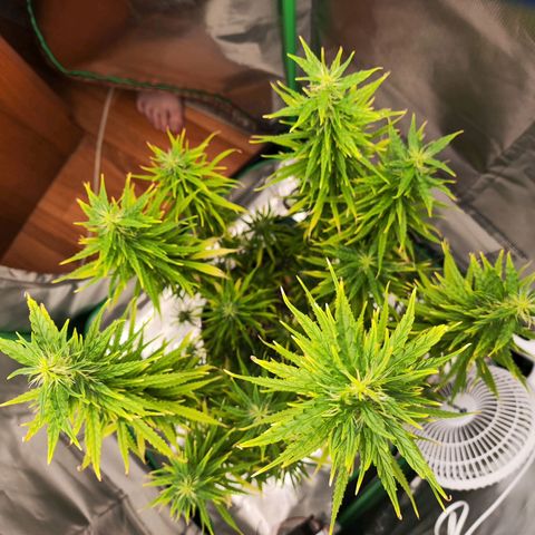 Wedding Cake growlog timeline photo