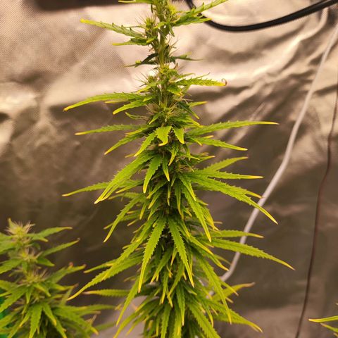 Wedding Cake growlog timeline photo