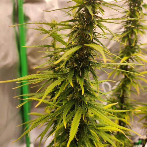 Wedding Cake growlog timeline photo