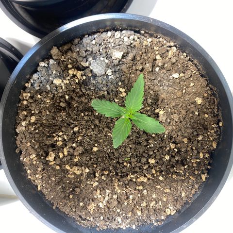 Auto Blue Mazar #1 growlog timeline photo