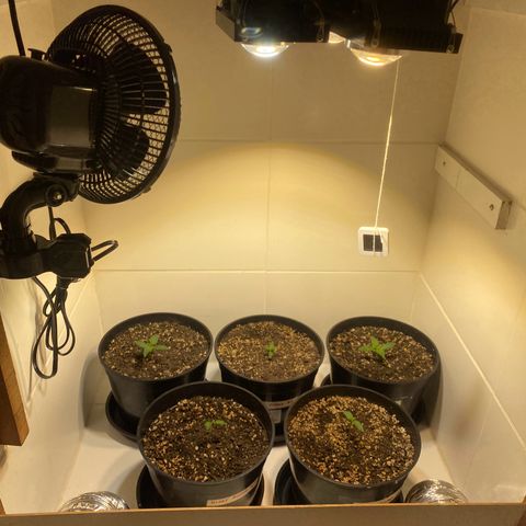 Auto Blue Mazar #1 growlog timeline photo