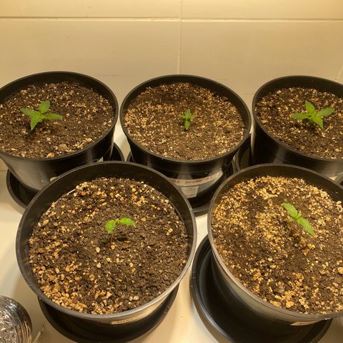Auto Blue Mazar #1 growlog timeline photo