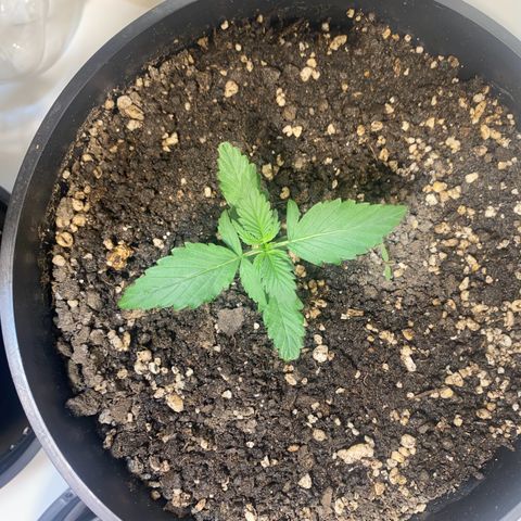 Auto Blue Mazar #1 growlog timeline photo