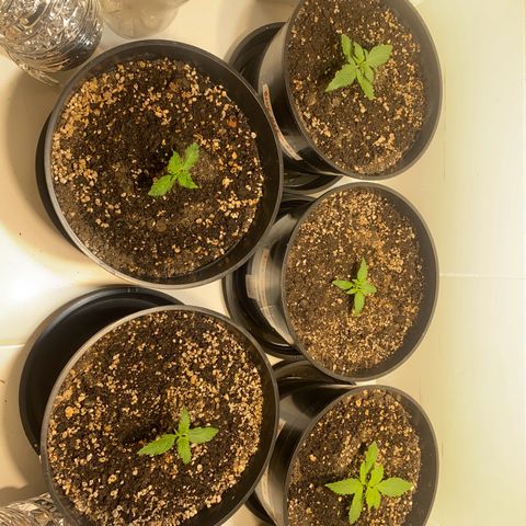 Auto Blue Mazar #1 growlog timeline photo