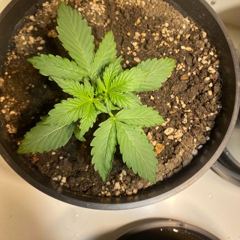 Auto Blue Mazar #1 growlog timeline photo