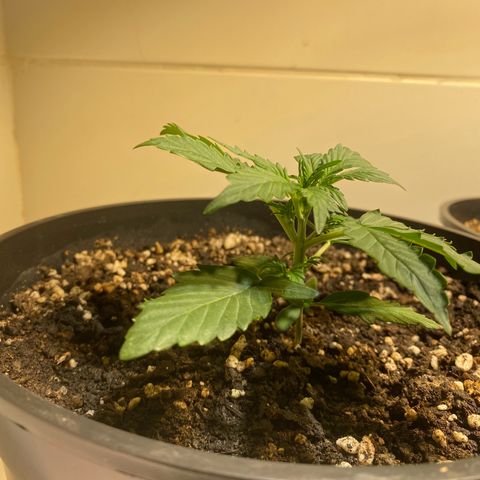Auto Blue Mazar #1 growlog timeline photo