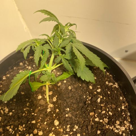 Auto Blue Mazar #1 growlog timeline photo