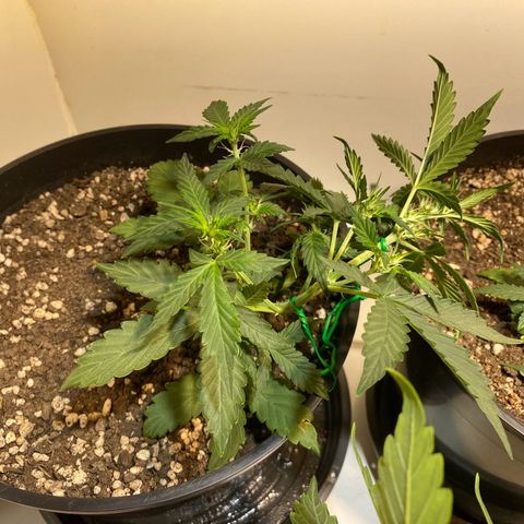 Auto Blue Mazar #1 growlog timeline photo