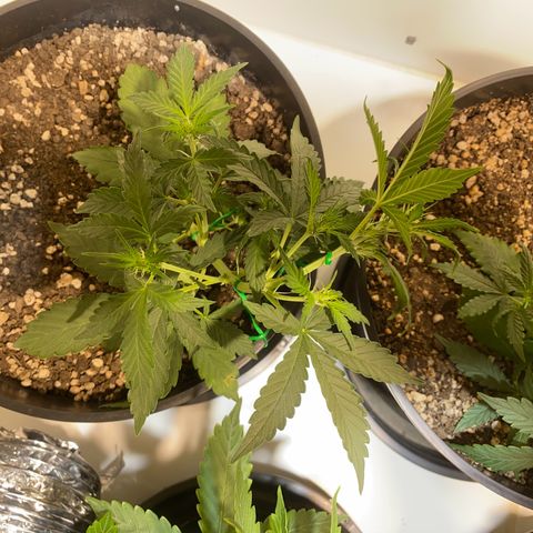 Auto Blue Mazar #1 growlog timeline photo