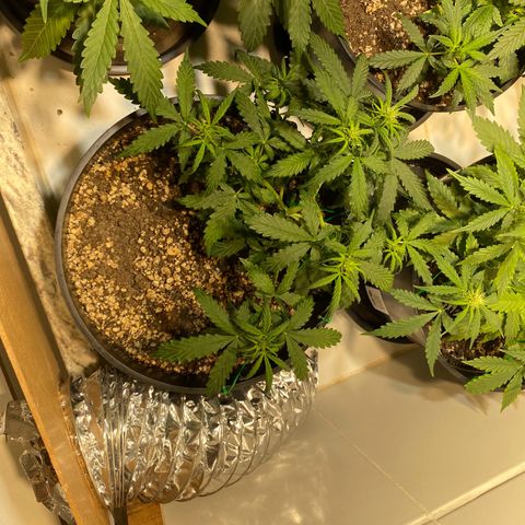 Auto Blue Mazar #1 growlog timeline photo