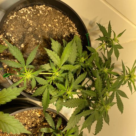 Auto Blue Mazar #1 growlog timeline photo