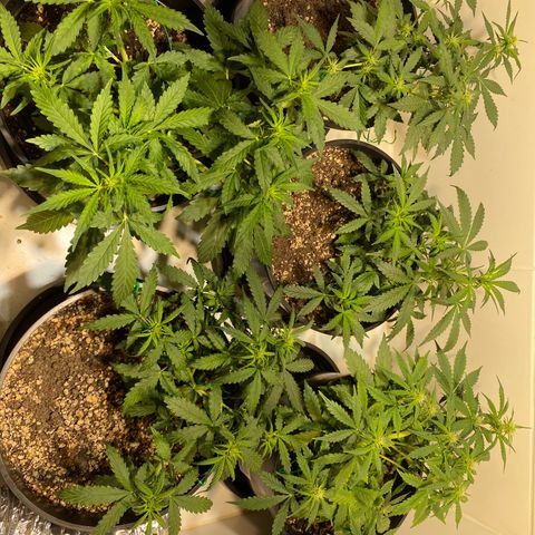 Auto Blue Mazar #1 growlog timeline photo