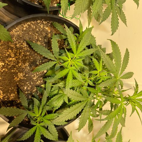 Auto Blue Mazar #1 growlog timeline photo