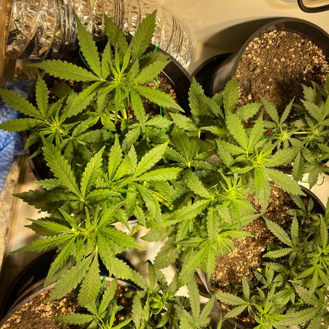 Auto Blue Mazar #1 growlog timeline photo