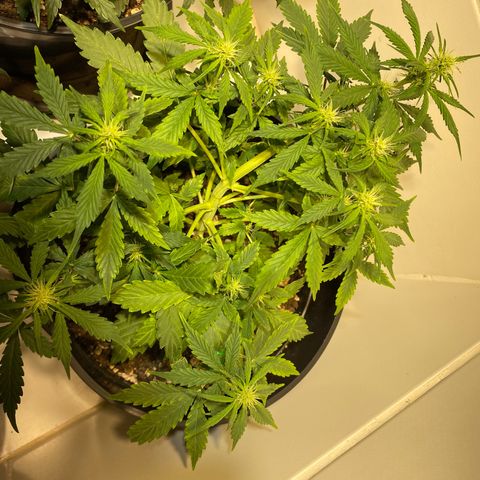 Auto Blue Mazar #1 growlog timeline photo