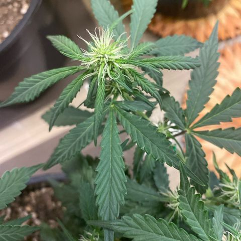 Auto Blue Mazar #1 growlog timeline photo