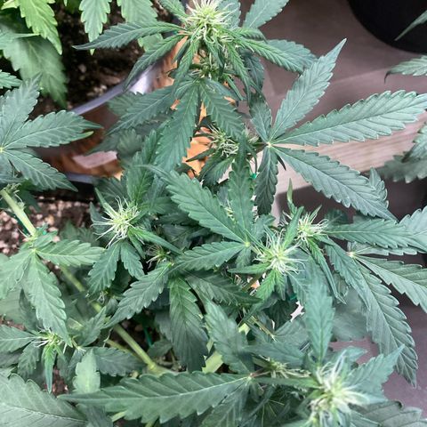 Auto Blue Mazar #1 growlog timeline photo