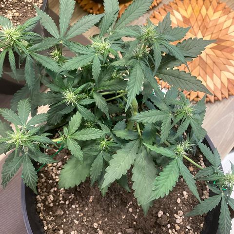 Auto Blue Mazar #1 growlog timeline photo