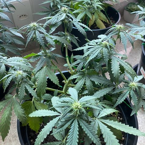 Auto Blue Mazar #1 growlog timeline photo