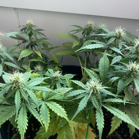 Auto Blue Mazar #1 growlog timeline photo