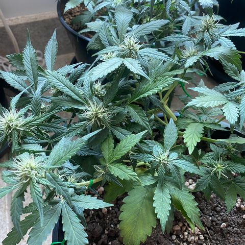 Auto Blue Mazar #1 growlog timeline photo