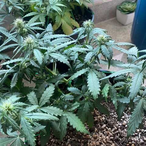 Auto Blue Mazar #1 growlog timeline photo