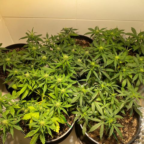 Auto Blue Mazar #1 growlog timeline photo
