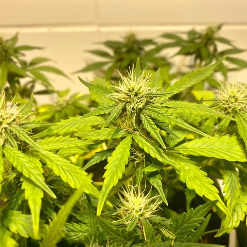 Auto Blue Mazar #1 growlog timeline photo