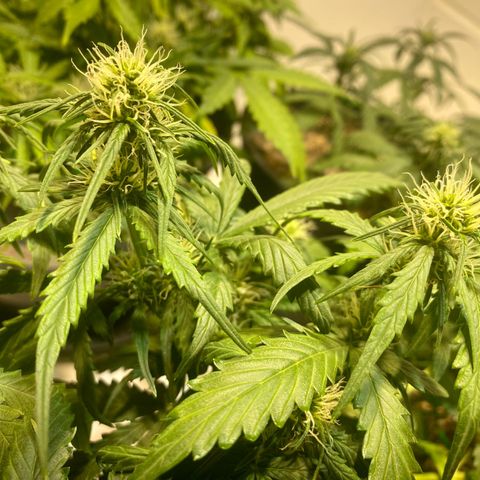 Auto Blue Mazar #1 growlog timeline photo