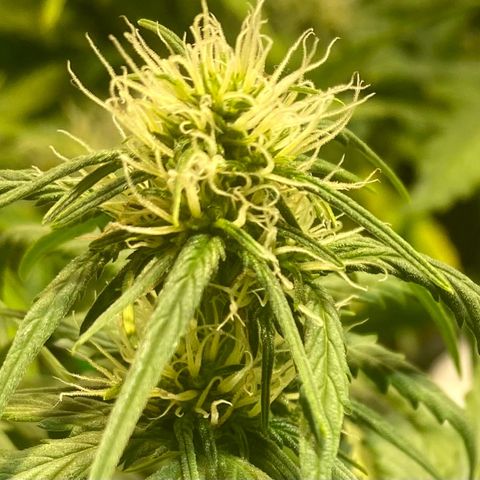 Auto Blue Mazar #1 growlog timeline photo