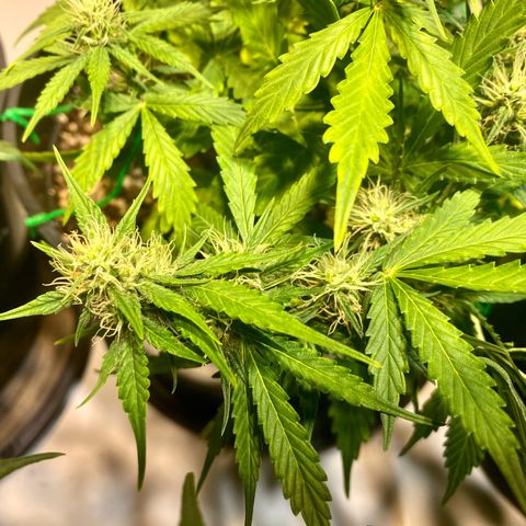 Auto Blue Mazar #1 growlog timeline photo
