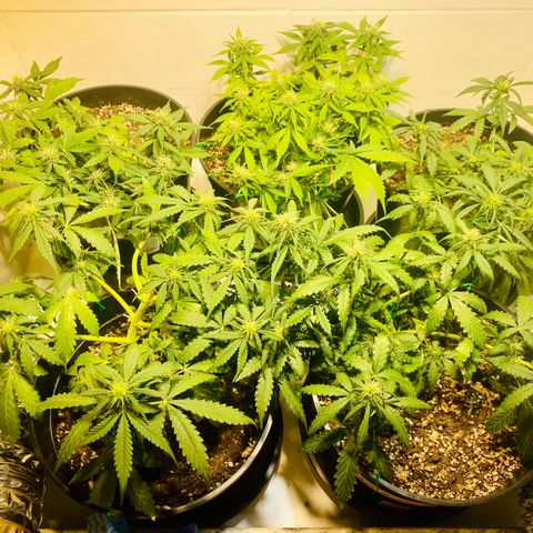 Auto Blue Mazar #1 growlog timeline photo